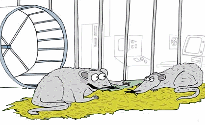 Dwa szczury w klatce